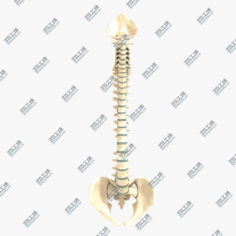images/goods_img/2021040235/Ultimate Human Spine with Pelvis and Os Sacrum/5.jpg